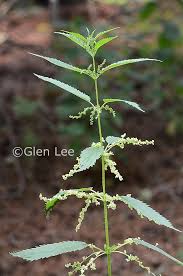 Attēlu rezultāti vaicājumam “Urtica dioica flower”