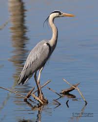 Attēlu rezultāti vaicājumam “Ardea cinerea”