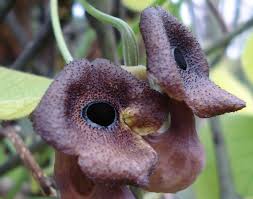 Attēlu rezultāti vaicājumam “Aristolochia durior flower”