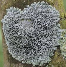 Attēlu rezultāti vaicājumam “Physcia aipolia”