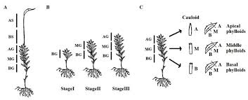 Attēlu rezultāti vaicājumam “Pleurocarpous mosses sporophyte”