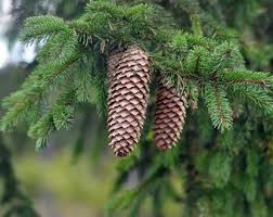 Attēlu rezultāti vaicājumam “Picea abies fruit”