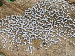 Attēlu rezultāti vaicājumam “Diderma chondrioderma”