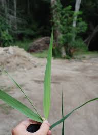 Attēlu rezultāti vaicājumam “Phragmites communis leaf”