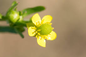 Attēlu rezultāti vaicājumam “Ranunculus sceleratus flower”