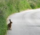 Hares can run at speeds of up to 72 kilometres per hour. - via Daymix