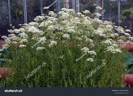 Attēlu rezultāti vaicājumam “Sium latifolium”