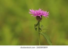 Attēlu rezultāti vaicājumam “Centaurea scabiosa bud”