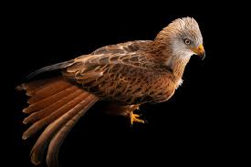 Image result for Milvus milvus