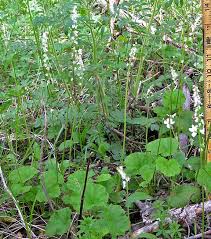 Attēlu rezultāti vaicājumam “Petractis sp.”