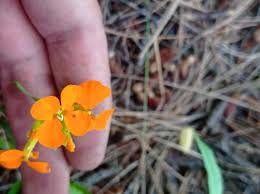 Attēlu rezultāti vaicājumam “Erysimum hieracifolium”