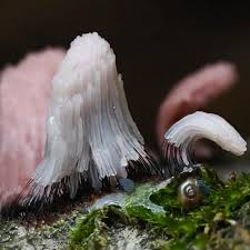 Attēlu rezultāti vaicājumam “Stemonitis marjana macro”