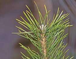 Attēlu rezultāti vaicājumam “Pinus sylvestris var. borussica”