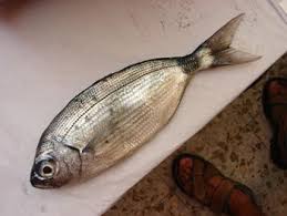 Image result for Oblada melanurus