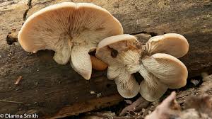 Attēlu rezultāti vaicājumam “Lentinellus ursinus”