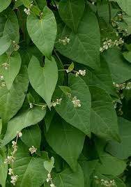 Attēlu rezultāti vaicājumam “Fallopia convolvulus fruit”