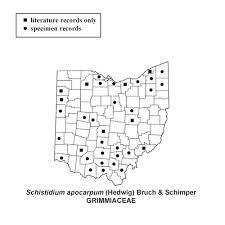 Attēlu rezultāti vaicājumam “Schistidium apocarpum stalked”