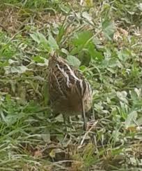 Image result for Gallinago media