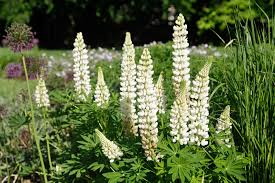 Image result for Lupinen