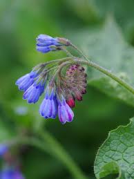 Attēlu rezultāti vaicājumam “Symphytum asperum”