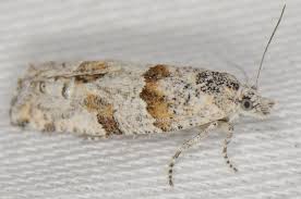 Attēlu rezultāti vaicājumam “Tortricidae”