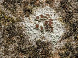 Attēlu rezultāti vaicājumam “Lecanora argentata”