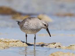 Attēlu rezultāti vaicājumam “Calidris canutus adult”