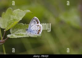 Attēlu rezultāti vaicājumam “Plebejus idas underside”