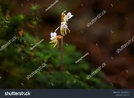 Attēlu rezultāti vaicājumam “Epipogium aphyllum”