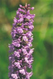 Attēlu rezultāti vaicājumam “Gymnadenia conopsea flower”