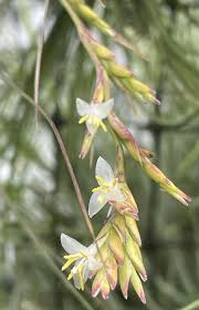 Attēlu rezultāti vaicājumam “Poa remota leaf”