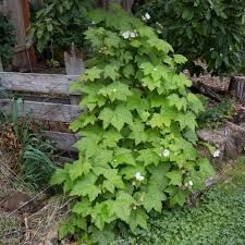 Attēlu rezultāti vaicājumam “Rubus parviflorus leaf”
