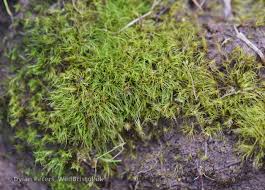 Attēlu rezultāti vaicājumam “Dicranella heteromalla”