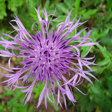 Attēlu rezultāti vaicājumam “Centaurea scabiosa”