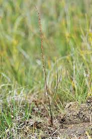 Attēlu rezultāti vaicājumam “Triglochin palustre flower”