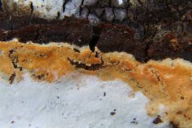 Attēlu rezultāti vaicājumam “Skeletocutis brevispora”