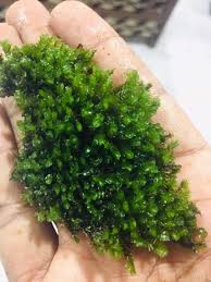 Attēlu rezultāti vaicājumam “Jungermannia subulata”