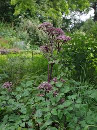 Image result for Angelica silvestris
