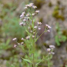 Attēlu rezultāti vaicājumam “Erigeron acris flower”