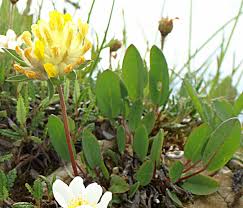 Attēlu rezultāti vaicājumam “Anthyllis maritima”