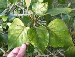 Attēlu rezultāti vaicājumam “Populus x gileadensis leaf”