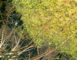 Attēlu rezultāti vaicājumam “Sphagnum cuspidatum”