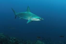 Image result for Sphyrna lewini