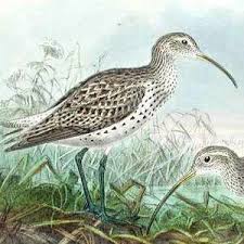 Image result for Numenius tenuirostris