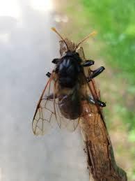 Attēlu rezultāti vaicājumam “Cimbex femoratus imago”