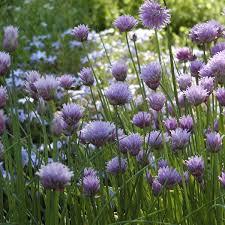 Image result for Schnittlauch