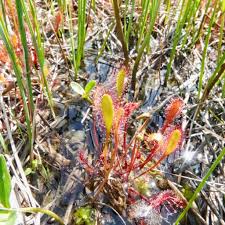 Attēlu rezultāti vaicājumam “Drosera anglica flower”