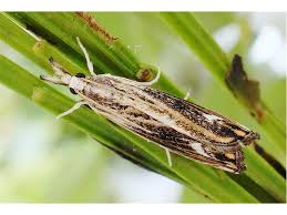 Attēlu rezultāti vaicājumam “Catoptria verellus”