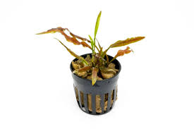 Attēlu rezultāti vaicājumam “Cribraria costata”