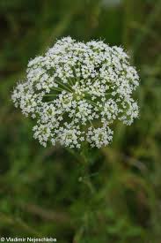 Attēlu rezultāti vaicājumam “Cnidium dubium”